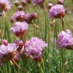 The flowers of Sea Pink bloom from May on the salt marsh of the North Norfolk Coast, including the marsh that stretches between Wells-next-the-Sea and the open sea. Armeria maritima are also known as thrift.