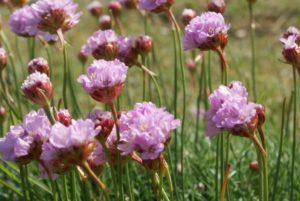 The flowers of Sea Pink bloom from May on the salt marsh of the North Norfolk Coast, including the marsh that stretches between Wells-next-the-Sea and the open sea. Armeria maritima are also known as thrift.