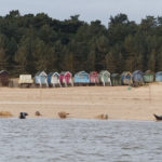 Seals pupping in front of the beach huts, Wells-next-the-Sea, North Norfolk. The largest seal colonies in Norfolk are at Blakeney Point and Horsey Beach.