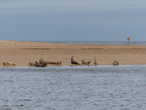 Grey and common seals over-wintering on the beach at Wells-next-the-Sea, North Norfolk. They sometimes pup on Wells beach but the largest colonies are on Blakeney Point and Horsey Beach.