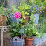 Glamping, self-catering, holiday accommodation, shepherd's hut, Wells-next-the-Sea, North Norfolk