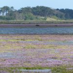 Sea lavender flowering on the saltmarsh at Wells-next-the-Sea