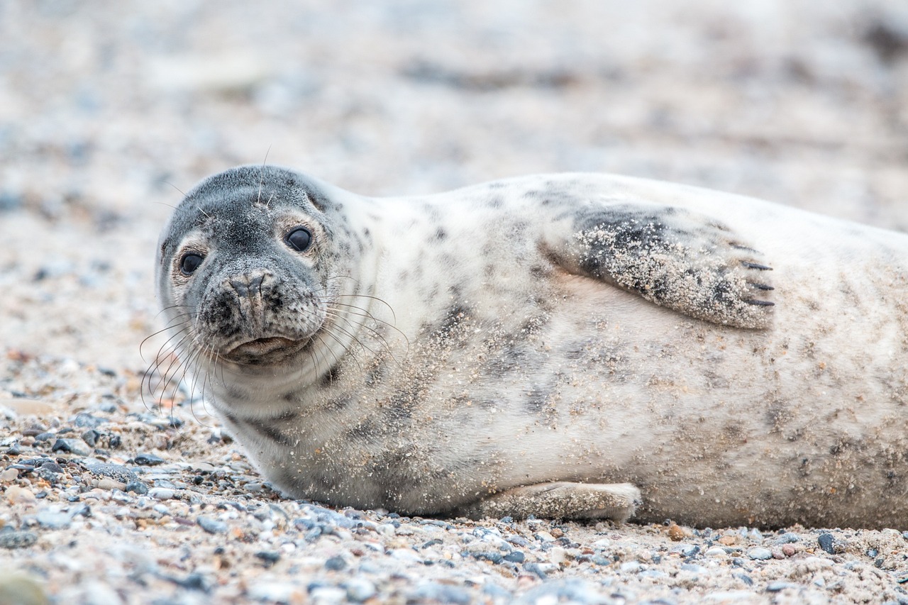 North Norfolk seal boat trip by sailing boat
