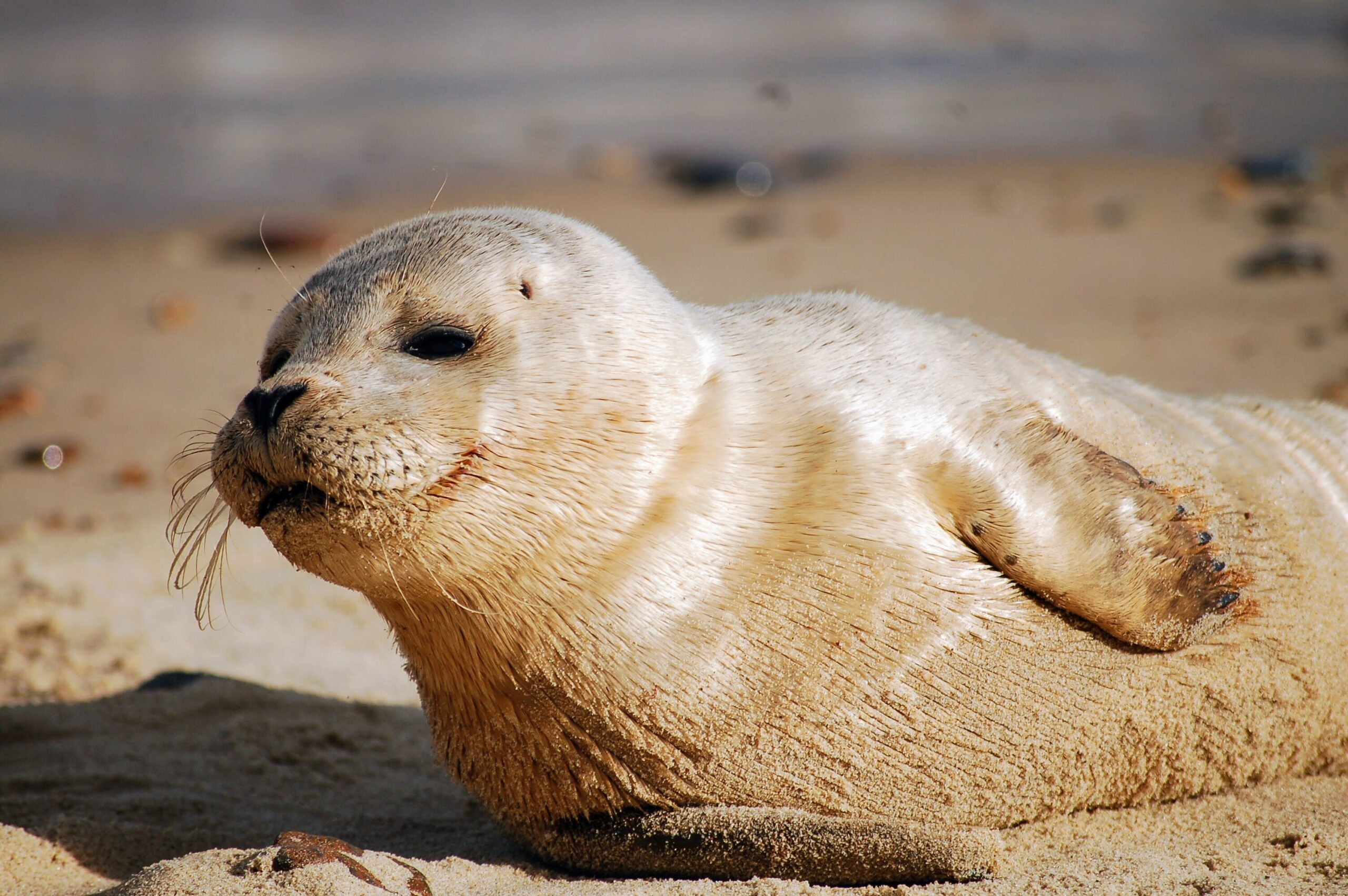 Seal pup boat trip North Norfolk sailing boat