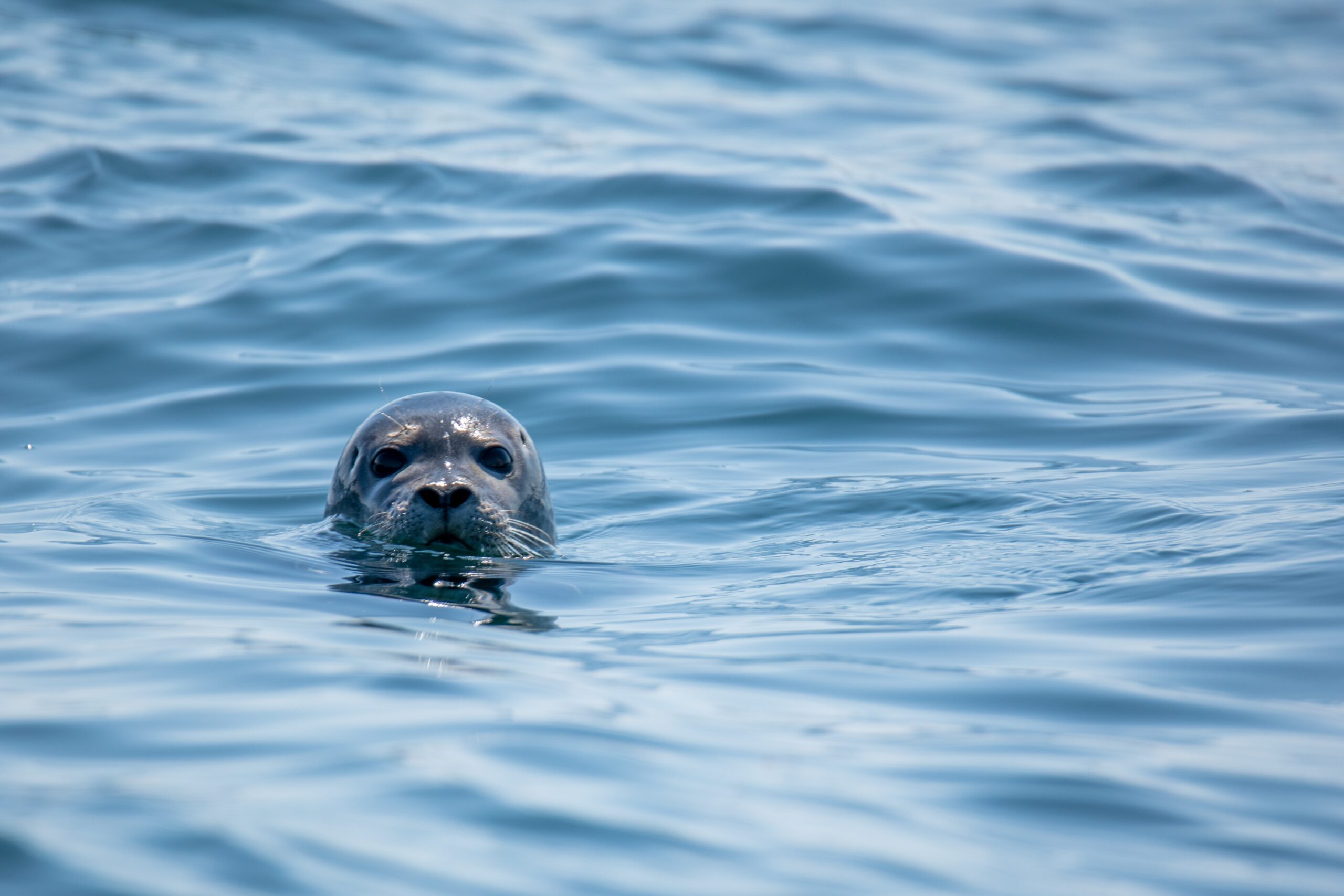 Grey seal North Norfolk boat trip